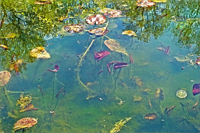Top & Bottom of the Pond