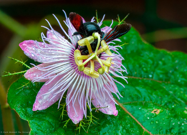 Carpenter Bee on a Passionflower