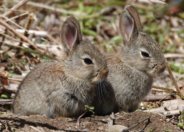 bunnies