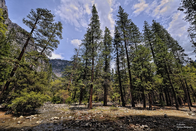 Small stream under the pine trees. Yosemite National Park. California, USA