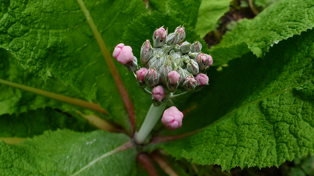Primula buds at Howick Hall gardens