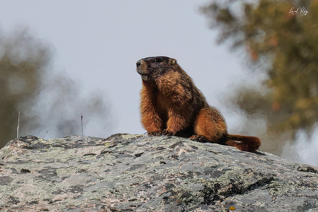 Marmotte à ventre jaune / Marmota flaviventer ssp. / Yellow-bellied Marmot / Marmota de vientre amarillo