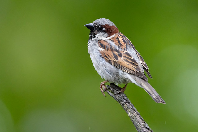 Sparrow in the Rain