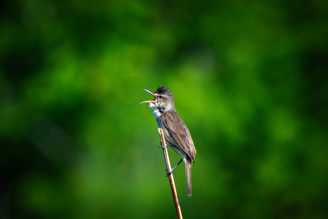 This Oriental reed warbler is shouting instead of warbling