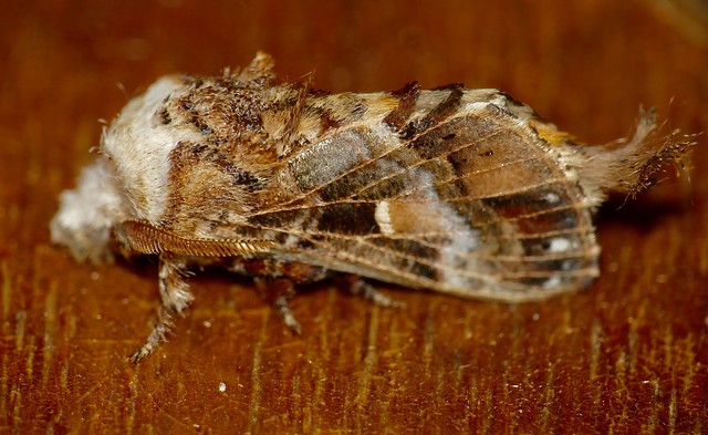 Eggarlet Moth (Odontocheilopteryx obscura)