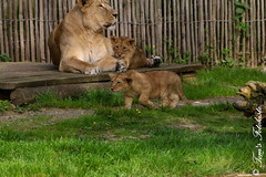 Asiatischer-Lu00f6we (Panthera leo persica) - Mani & Nilay & Laya