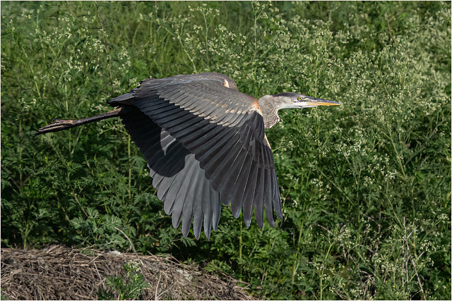 Great Blue Heron ( Fly-By )