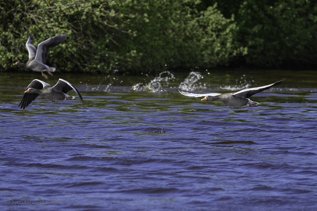 Grauwe ganzen vliegen op, Skarster Rien, 29-4-2024
