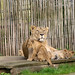 Asiatischer-Löwe (Panthera leo persica) - Mani & Nilay & Laya