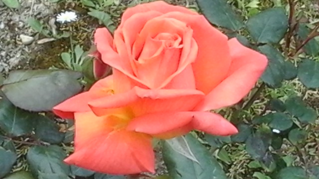 En ce moment cette belle rose dans mon jardin