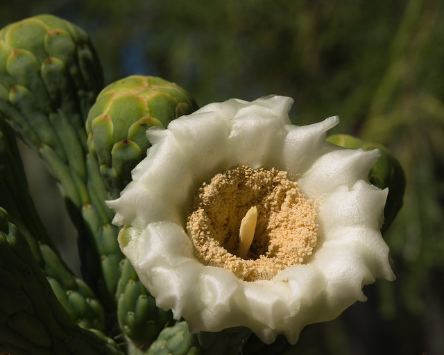 Saguaro bloom in the Cactus & Succulent Gardens, Tucson Botanical Gardens, April 2024