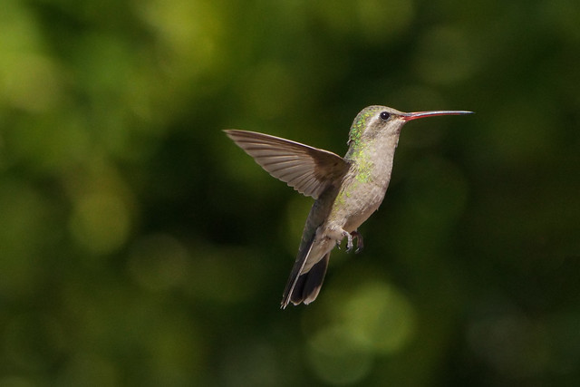 Explore May 2, 2024-female broad-billed hummingbird