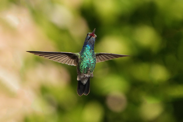 male broad-billed hummingbird