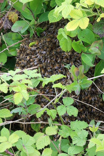 Bees Galore