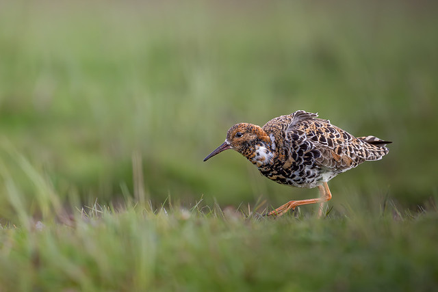 Male ruff in breeding plumage, Texel