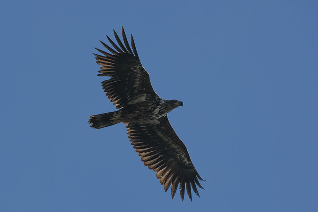 Havørn, White-tailed eagle, Seeadler, Havsörn (Haliaeetus albicilla)-7112