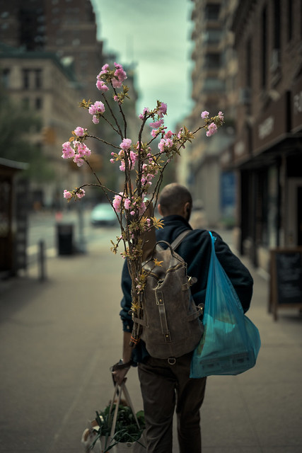 Sakura, NYC