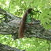 Europäisches Eichhörnchen (Sciurus vulgaris)