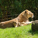 Asiatischer-Löwe (Panthera leo persica) - Mani &amp; Nilay &amp; Laya