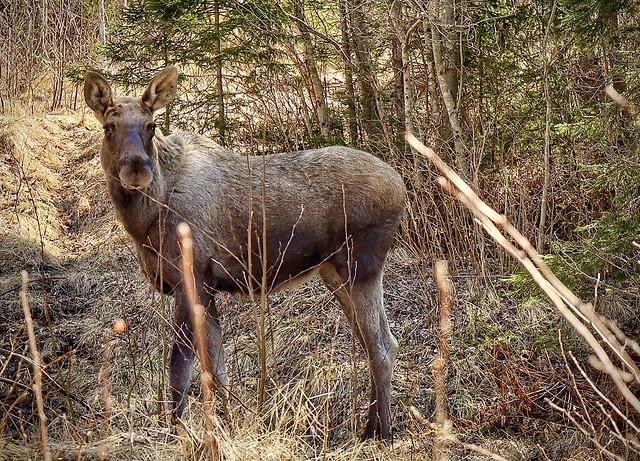 Met this moose on a walk a few days ago