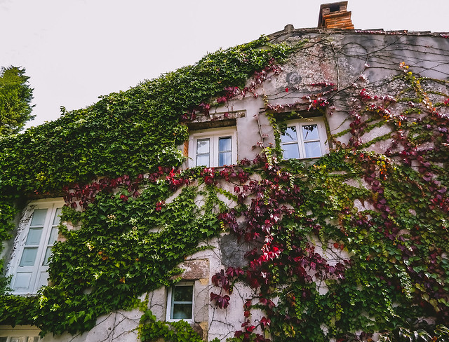 The house of Ivy