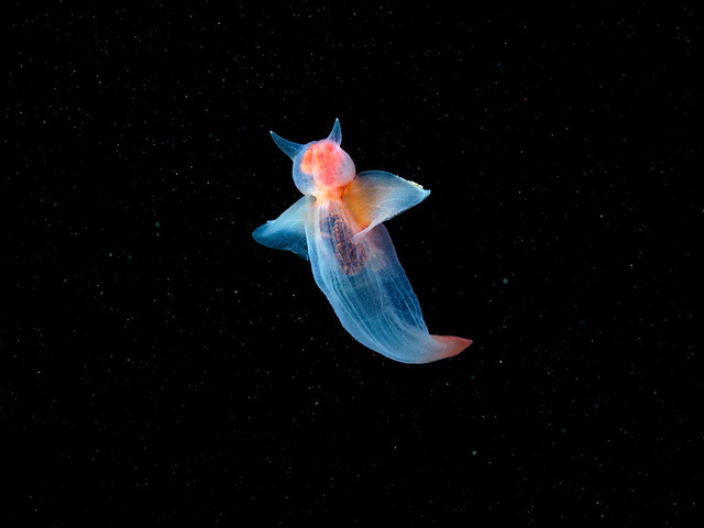 Fat cow sea angel - Clione limacina