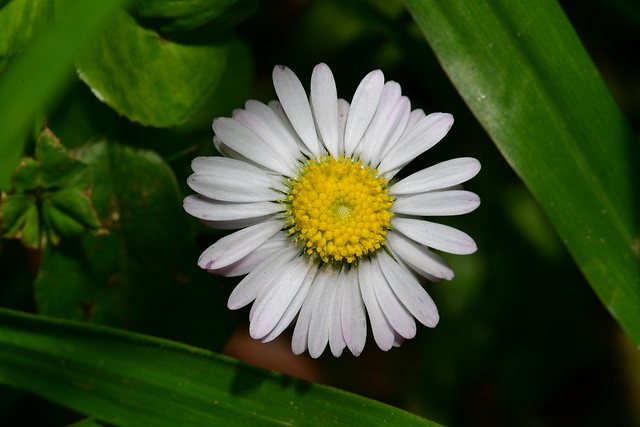Bellis sylvestris -southern daisy-