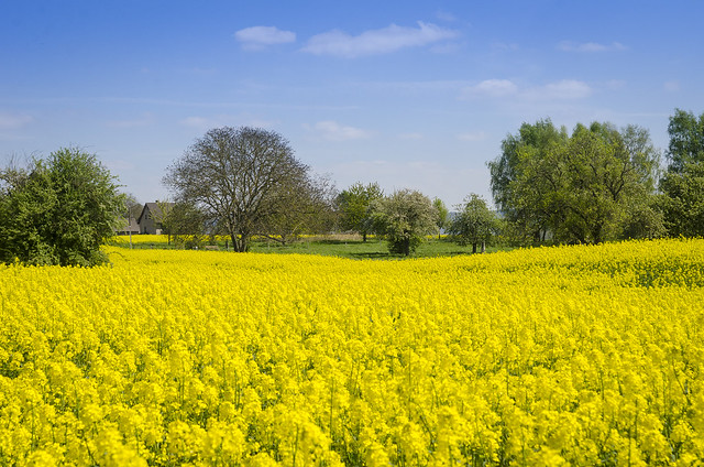 The rapefield and the trees