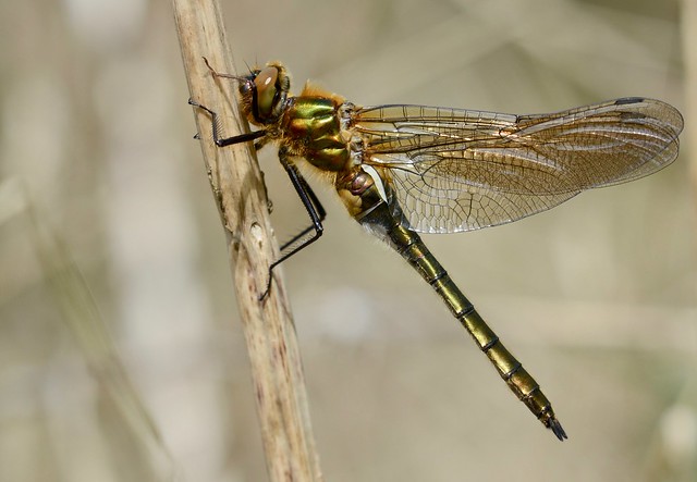 Downy Emerald Dragonfly