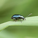 Beetle_7235 copy