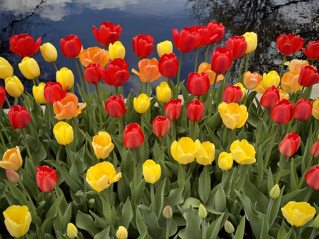 “May your life be as bright and cheerful as a field of tulips in the morning sun.” – L.M. Montgomery