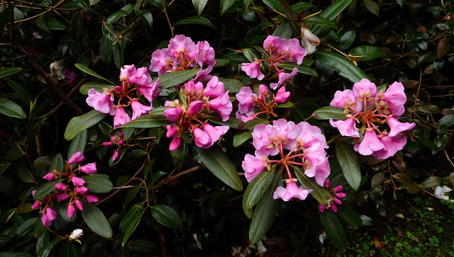 Rhododendron at Howick Hall gardens