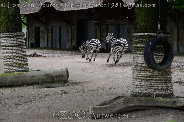 Grant's zebra - Equus quagga boehmi - plains zebra