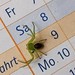 Grüne Krabbenspinne (Diaea dorsata) (3)