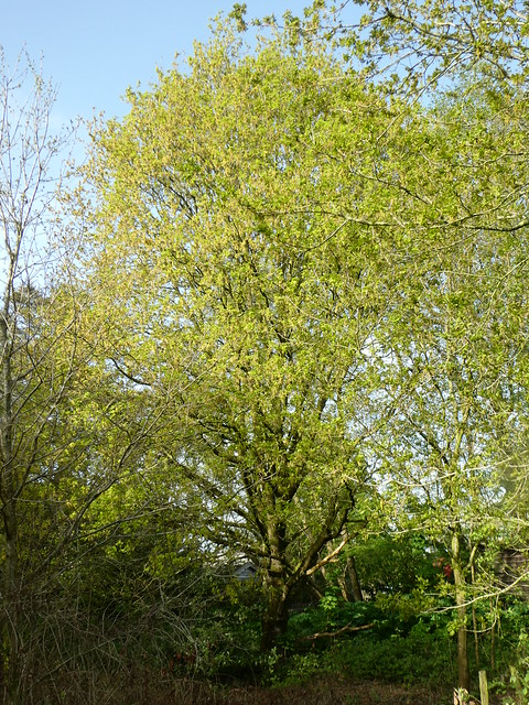 April oak tree