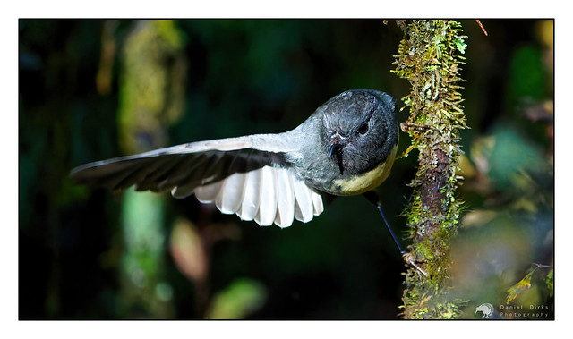 South Island Robin / Kakaruai