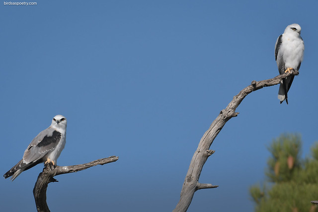 Black-shouldered Kite: Pairing