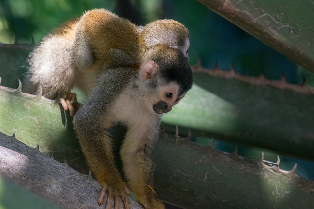 Central American Squirrel Monkey at Manuel Antonio S24A4162