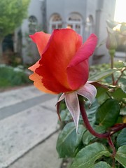 Evening rose