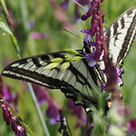 Tiger Swallowtail o5017118_k