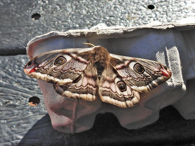 Emperor moth F 30.4.24