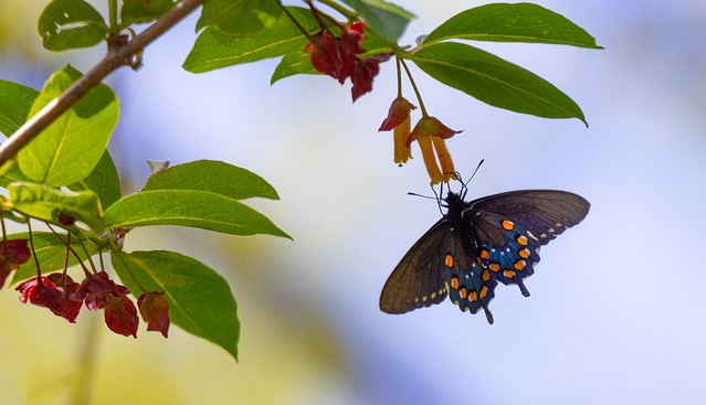 Pipevine-Swallowtail-on-Twinberry-Bush