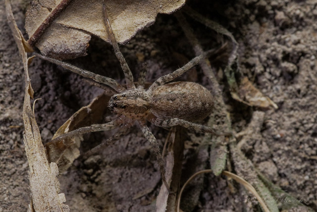 Common Wolf Spider (Hogna antelucana Montgomery, 1904).