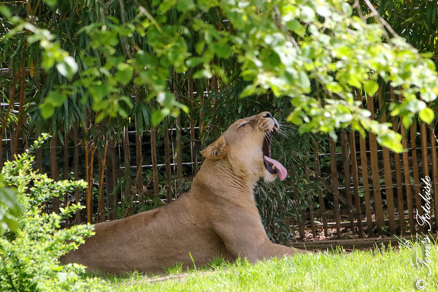 Asiatischer-Löwe (Panthera leo persica) - Gina