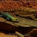 			<p><a href="https://www.flickr.com/people/tom_van_deuren/">MrTDiddy</a> posted a photo:</p>
	
<p><a href="https://www.flickr.com/photos/tom_van_deuren/53691776680/" title="Guatemala stekelleguaan - Sceloporus taeniocnemis - Guatemalan emerald spiny lizard + Reuzen padhagedis - Phrynosoma asio - Giant horned lizard"><img src="https://live.staticflickr.com/65535/53691776680_5853527a7d_m.jpg" width="240" height="160" alt="Guatemala stekelleguaan - Sceloporus taeniocnemis - Guatemalan emerald spiny lizard + Reuzen padhagedis - Phrynosoma asio - Giant horned lizard" /></a></p>

<p>@ ZOO Antwerpen</p>
