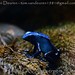 			<p><a href="https://www.flickr.com/people/tom_van_deuren/">MrTDiddy</a> posted a photo:</p>
	
<p><a href="https://www.flickr.com/photos/tom_van_deuren/53691776810/" title="blauwe pijlgifkikker - Dendrobates azureus - blue poison dart frog"><img src="https://live.staticflickr.com/65535/53691776810_f0ce8ee95a_m.jpg" width="240" height="160" alt="blauwe pijlgifkikker - Dendrobates azureus - blue poison dart frog" /></a></p>

<p>@ ZOO Antwerpen</p>
