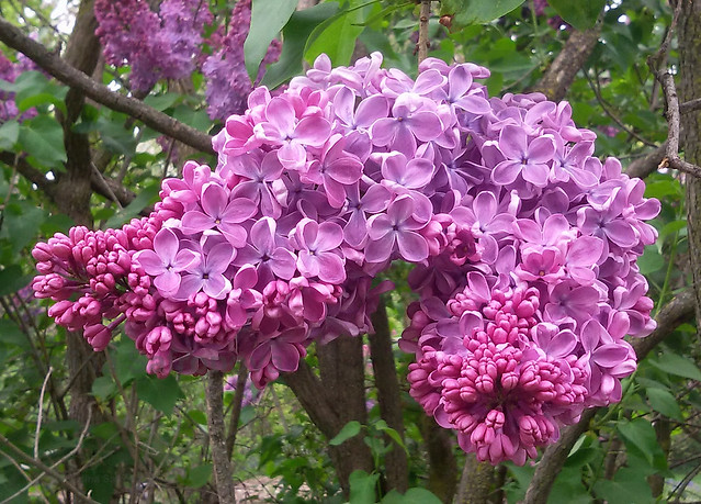purple lilac