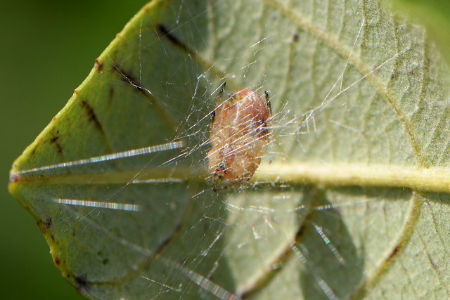 Six-spotted Orb Weaver spider on California Coffeeberry