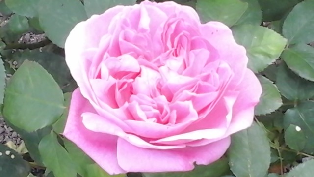 Rose de mon Jardin