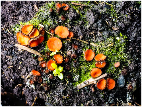 Button fungi - Cheilymenia parvispora | by nuthatch1000